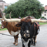 WILLIAM TRACZ - IMG_5339.JPG